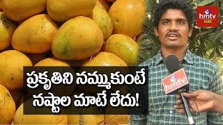 Ulavapadu Variety Mango Cultivation  Natural Farming  hmtv Agri [upl. by Emiaj261]