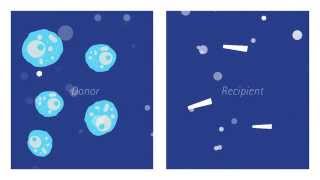 Stem cells from bioreactors [upl. by Dekow]