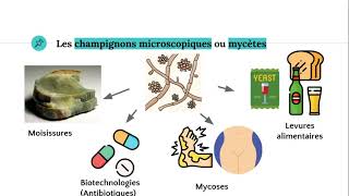 Les champignons microscopiques 🧫 [upl. by Tubb]