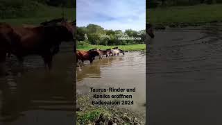 Konik Wildpferde und Auerochsen baden zusammen [upl. by Admama690]