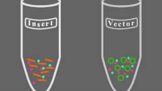 Key Steps of Molecular Cloning [upl. by Nanaek805]