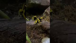 Dendrobates leucomela [upl. by Accebber]