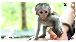 The Bravest Cutest Baby Monkey In The World  The Dodo Comeback Kids S02E03 [upl. by Akinom]