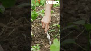 Harvest Rainwater EcoFriendly Garden Tips [upl. by Venice4]