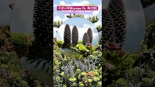 제주P511한반도 특산종 구상나무 한라산 고사목 기후변화 지구온난화 생태감수성 생태교육 제주 쿠살낭 [upl. by Elacim]