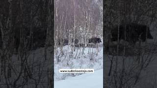 Dziki w barłogu Hog Wildboars Keiler Jagd Chasse Hunt Hunting polowanie na dziki [upl. by Enitsuj]