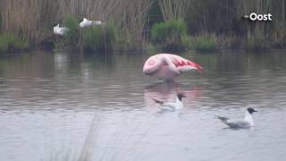 Bijzondere vogel gespot in het Wierdense Veld een flamingo [upl. by Ruby]