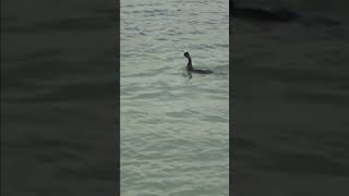 Cormorant Shag underwater fishing technique [upl. by Tiphane578]