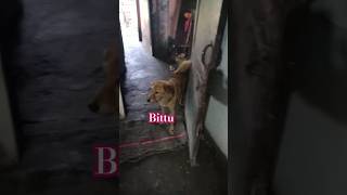 Kittu Bittu shorts minivlog sagarchaudharyvlogs16 [upl. by Eusassilem393]