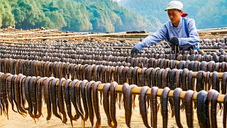 Leech Farming Technique  How Chinese Farm and Consume Billions of Leech  Leech Processing [upl. by Brice]