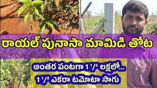 royal punasa mango veriety cultivation రాయల్ పునాసా పచ్చళ్ళ మాంగో వెరైటీ సాగుpunasamango [upl. by Iinde]