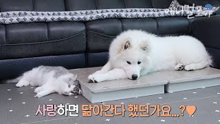 개냥이 조합은 못참지🐱🐶 냥냥펀치 날려도 그저 좋은 강아지와 점점 개가 되어가는 고양이 ㅋㅋㅋ｜KBS 무한리필 샐러드 200410 방송 [upl. by Alo]