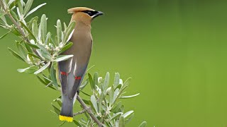 Cedar Waxwings Eating Berries [upl. by Licht]