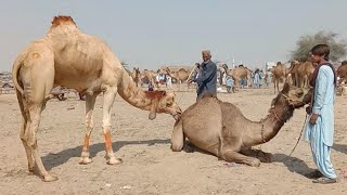 Camel check the status of partner camel camel for her breeding time  Animals birth and breeding [upl. by Russi902]