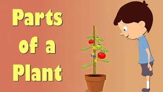 Different parts of plants for grade 7 [upl. by Tolman]