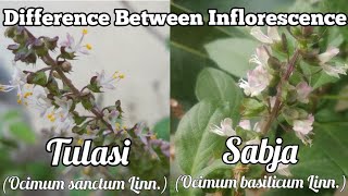 Difference Between Inflorescence Of Tulasi Ocimum sanctum Linn And Sabja Ocimum basilicum Linn [upl. by Luap325]