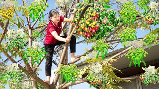 Harvesting Chinaberry Make fried noodles with eggs Goes to the market sell  Luyến  Harvesting [upl. by Alyse]