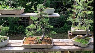 Yamadori Subalpine Fir Bonsai [upl. by Aan672]