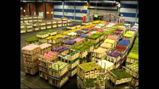 AALSMEER FLOWER MARKET Holland [upl. by Nrubliw]