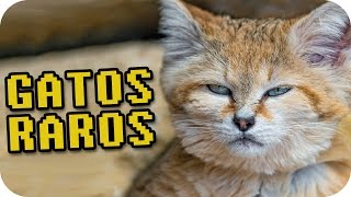 5 RAZAS DE GATOS QUE NO CONOCÍAS  CURIOSIDADES [upl. by Alameda442]