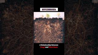 MYCORRHIZA mycorrhizae  WHAT IS MYCORRHIZA shortsviraltrending [upl. by Wolk]