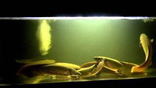 Neoceratodus forsteri Australian Lungfish update 22012 [upl. by Oalsinatse]