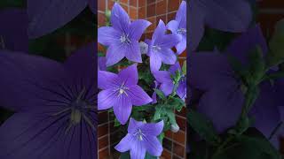 キキョウ アストラ 摘心済み 20240626 桔梗 ききょう Balloon flower Astra Blue Platycodon grandiflorus [upl. by Berthold137]