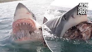 VIDEO Giant great white shark captured by daring diver with fisheye view [upl. by Briny]