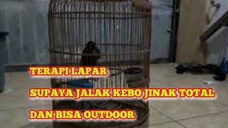 CARA Terapi Lapar supaya jalak kebo jinak total dan bisa outdoor [upl. by Madai]