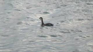 Little Grebe Tachybaptus ruficollis Dodaars Stellendam ZH the Netherlands 22 Nov 2024 7 [upl. by Lindbom667]