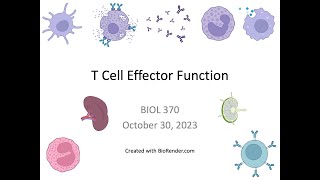 Immunology Fall 2023 Lecture 23B T Cell Effector Function Tregs [upl. by Naugal483]