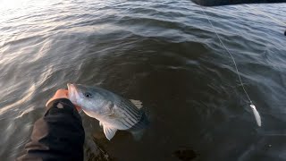 COMO PESCAR STRIPED BASS CUANDO LA MAREA ESTA BAJA USANDO SEÑUELOS [upl. by Akinna]