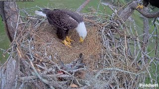 SWFL M15 delivers armored catfish to the nest for F23  1022  20241105 [upl. by Fredericka]