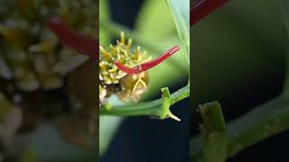 Swallowtail caterpillar inflating its defensive osmeterium insects nature bug [upl. by Iderf]