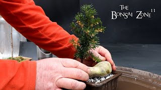 Root Pruning My Catalpa Dawn Redwood Yew and Gingko The Bonsai Zone Feb 2024 [upl. by Samau]