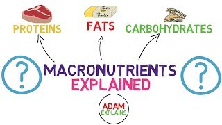 What Are Macronutrients  Macros Explained [upl. by Eriha]