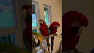 Rescue amp Surrendered Macaws  Supporting Our Channel is aiding the flock  Interplay With Caws ep2 [upl. by Bullen]