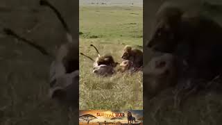 Summary of lion hunting situations 81 [upl. by Ninaj581]