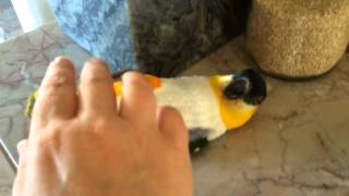 Crazy Caique Parrot Hopping Wrestling Talking [upl. by Aridni314]