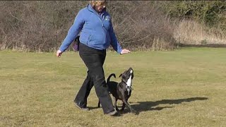 Dog Obedience  starting heelwork [upl. by Marrilee282]