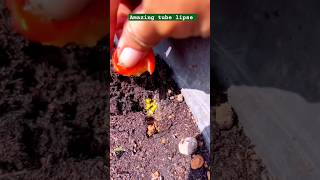 Tomatoes 🍅🍅🍅growing timelapse viral short tomatoes plants timelapse shorts [upl. by Oryaj44]