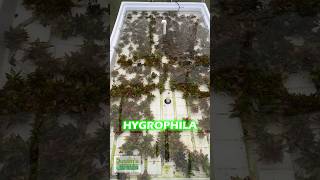 NEW HYGROPHILA COMPACT BASIN SETUP [upl. by Adlog]