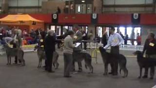 Scottish Deerhounds Scottish breeds Show 2007 [upl. by Brendis]