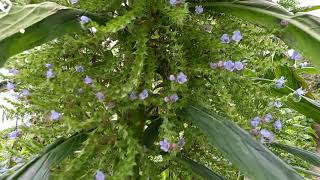 Enchanting Giant Vipers Bugloss in Bloom Cornwalls June Splendour [upl. by Kenleigh]