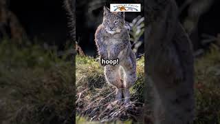 Expert Hunter Meet the elusive lynx cat LynxFacts WildlifeWonders AnimalLovers NatureNerds Cat [upl. by Jarrod372]