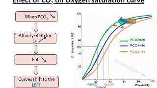 Allosteric effectors of Hemoglobin [upl. by Virgilia471]