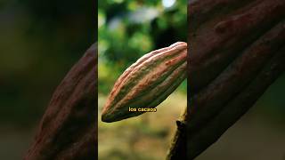 🔥 El Cacao Boliviano noticias alimentos curiosidades ultimo ultimominuto cacao [upl. by Eilraep]