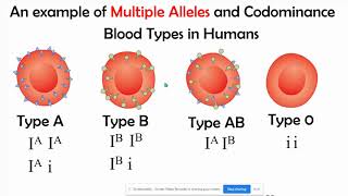 Incomplete vs Codominance Mupltiple Alleles amp Polygenic Inheritance [upl. by Ydwor]