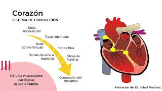 HISTOLOGÍA DEL SISTEMA CARDIOVASCULAR GENERALIDADES Y CORAZÓN Parte 12 Dra Valeria López L [upl. by Noorah]