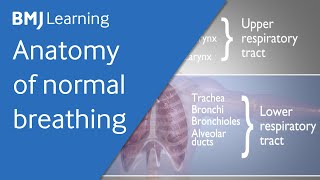 Basics of ventilation Anatomy of normal breathing [upl. by Ennaillek158]